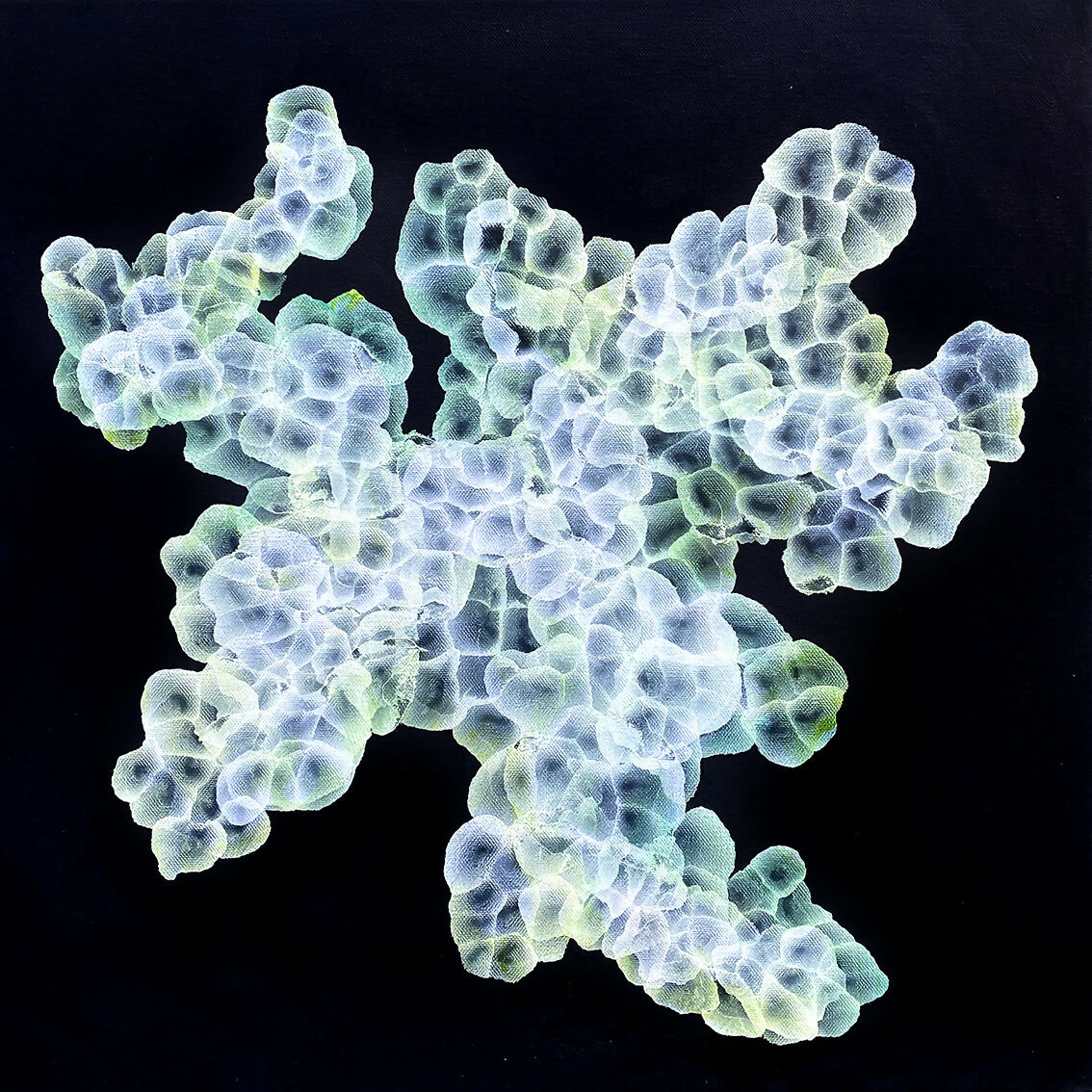 Bio Bloom - Rockpool Gathering II