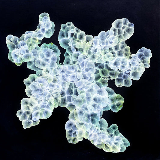Bio Bloom - Rockpool Gathering II