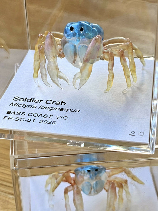 Soldier Crab Specimen