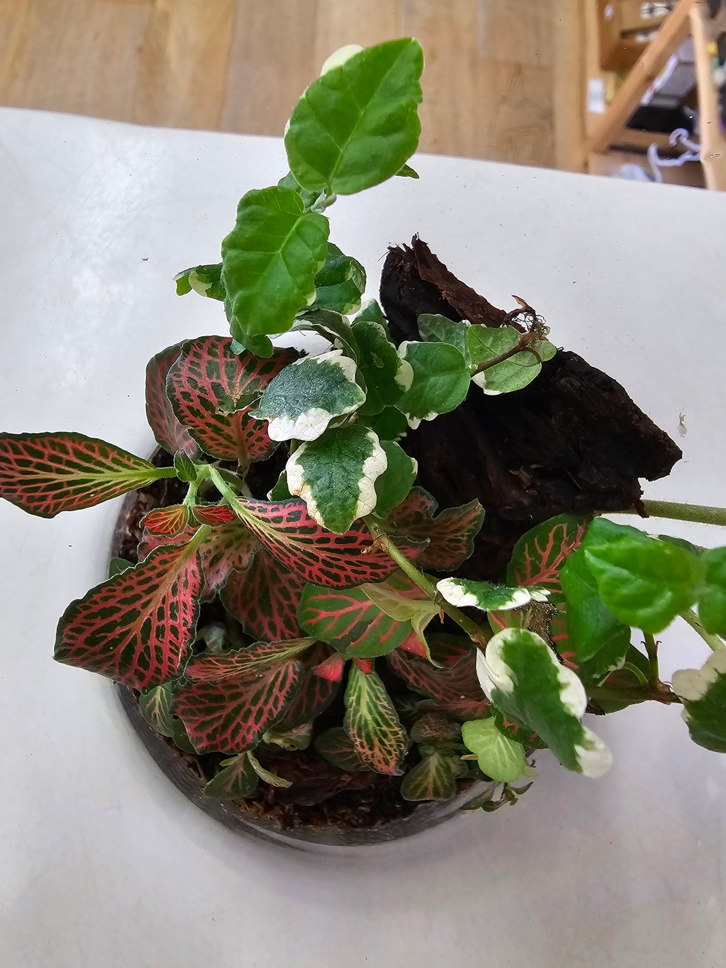 Little Garden World Donated by Leafy Lovers - RRP $89
