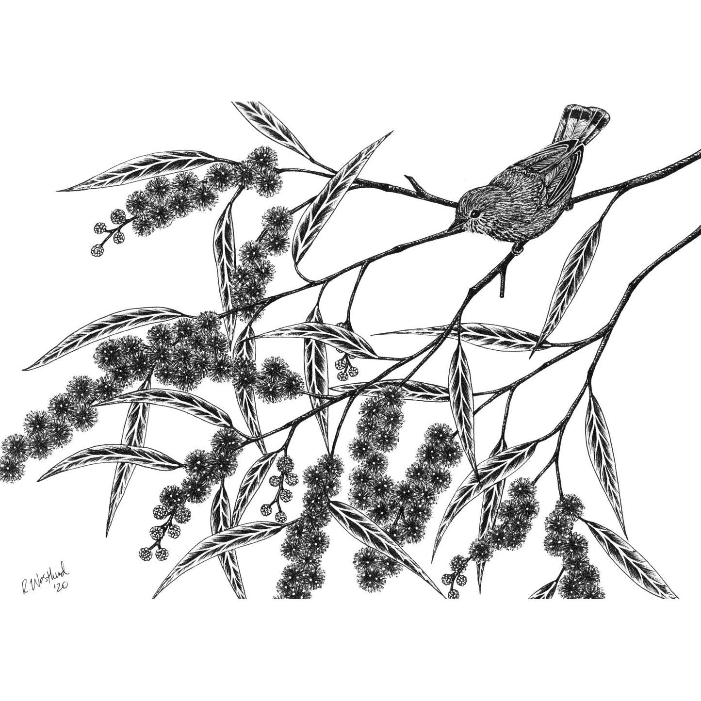 Thornbill in Wattle