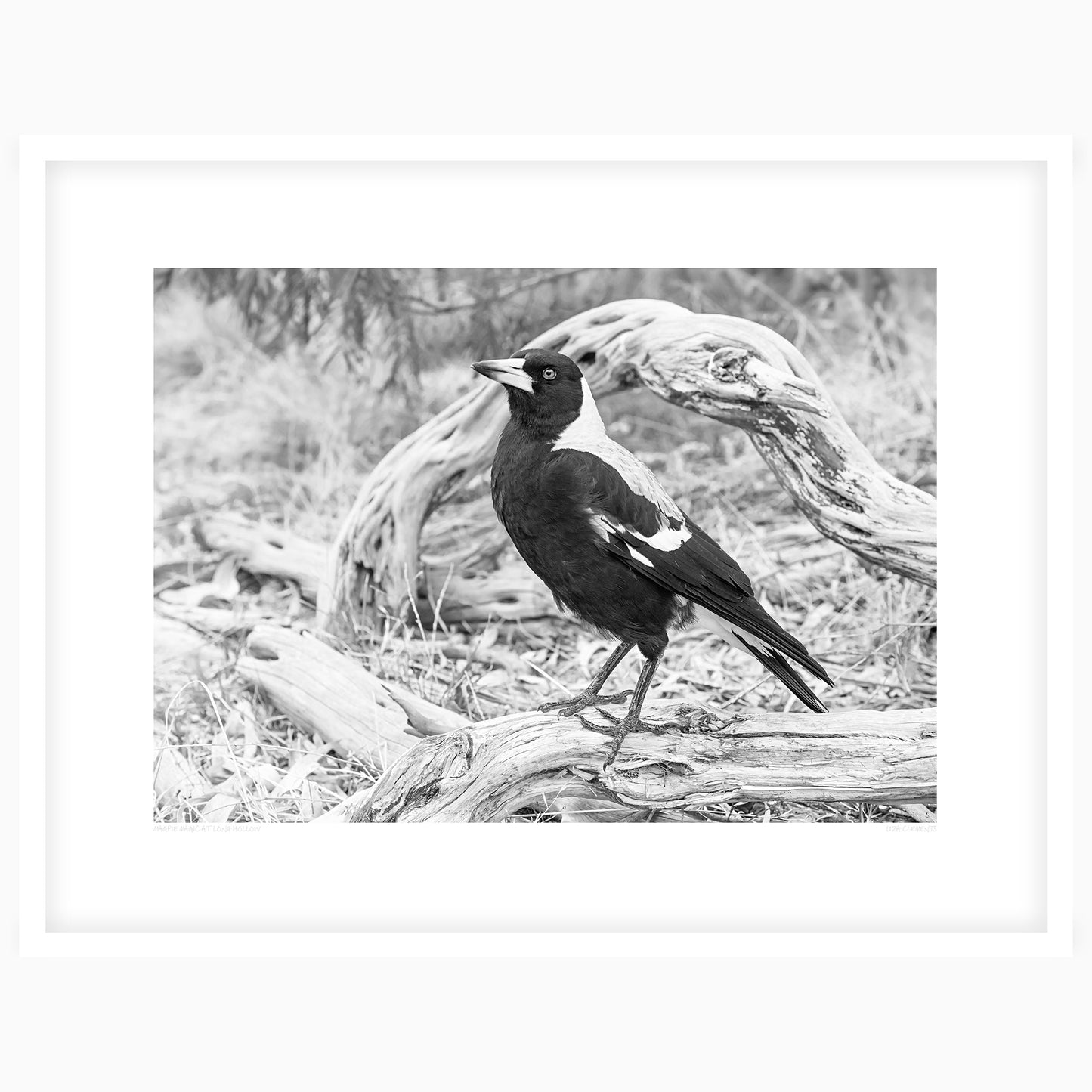 Magpie Magic at Long Hollow
