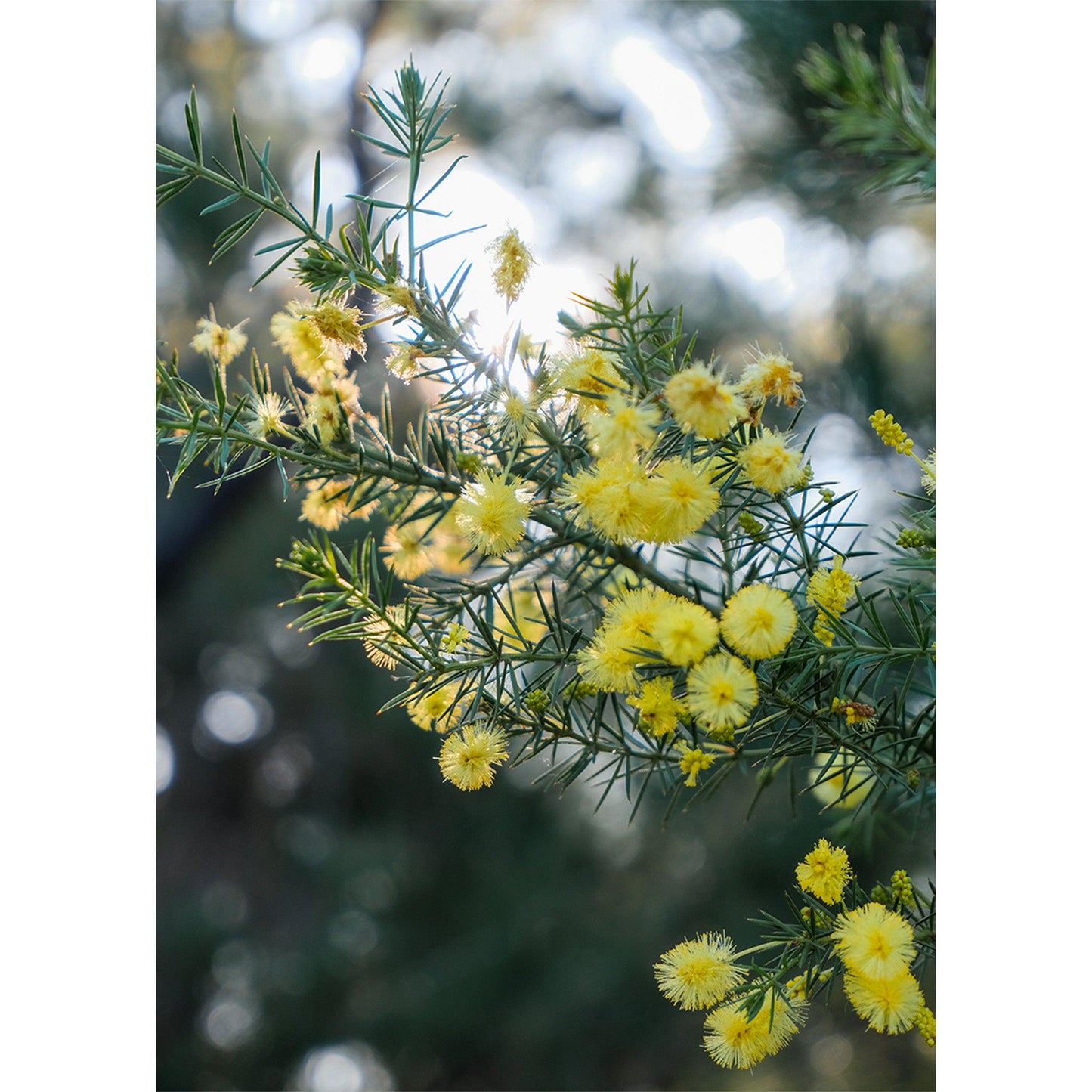 Springtime