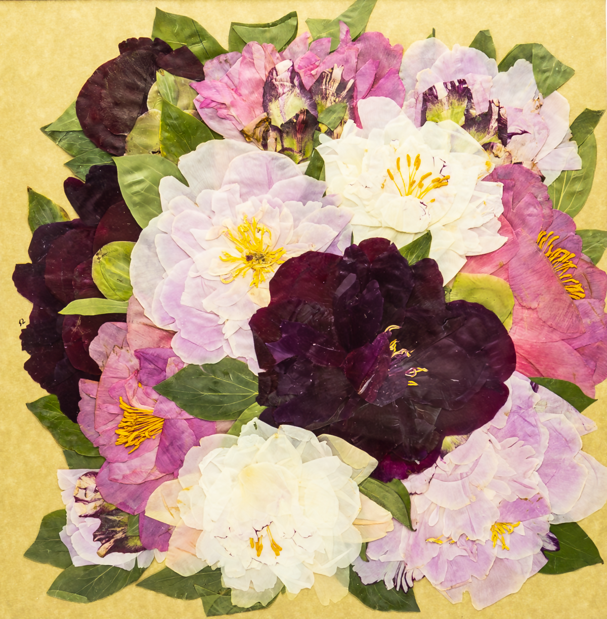 The Language of Peonies