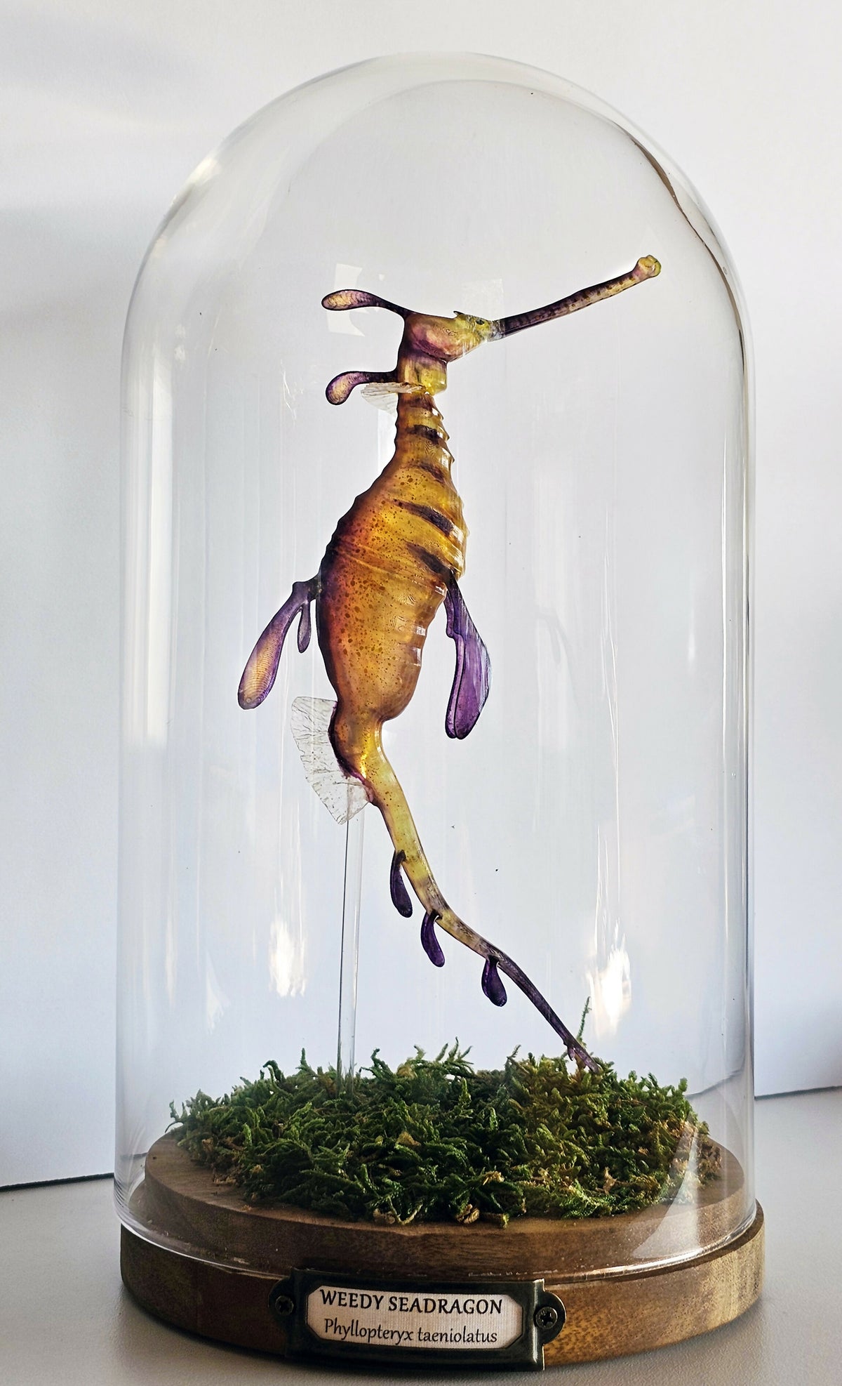 Irony Specimens: Weedy Seadragon