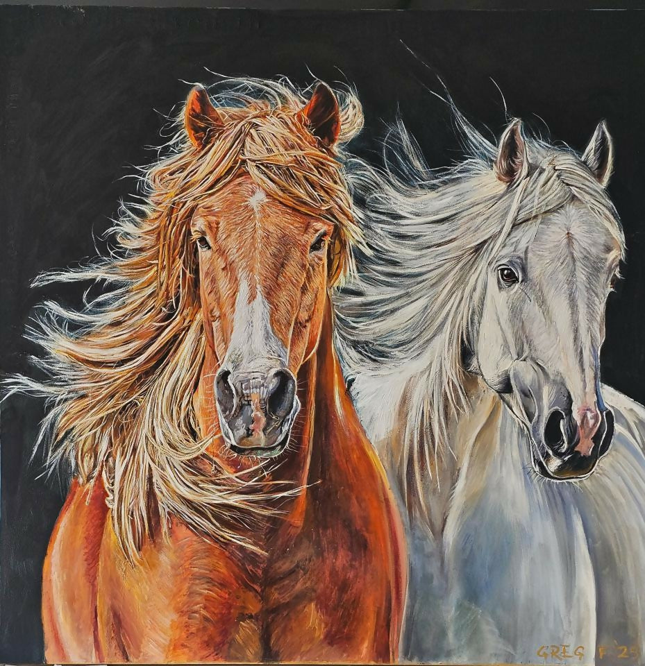 Brumbies - Wild and Free
