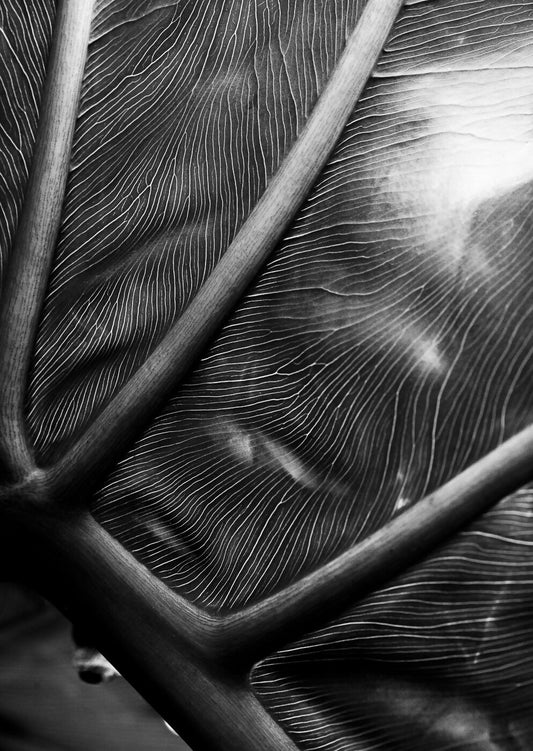 Bush Botanical 5
