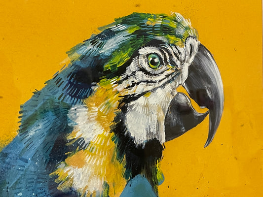 Sunshine Macaw Print - RRP $100