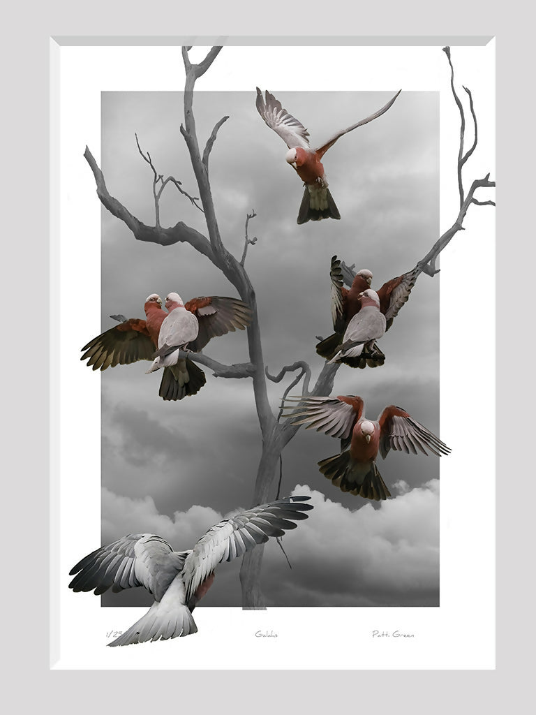 Backyard Galahs