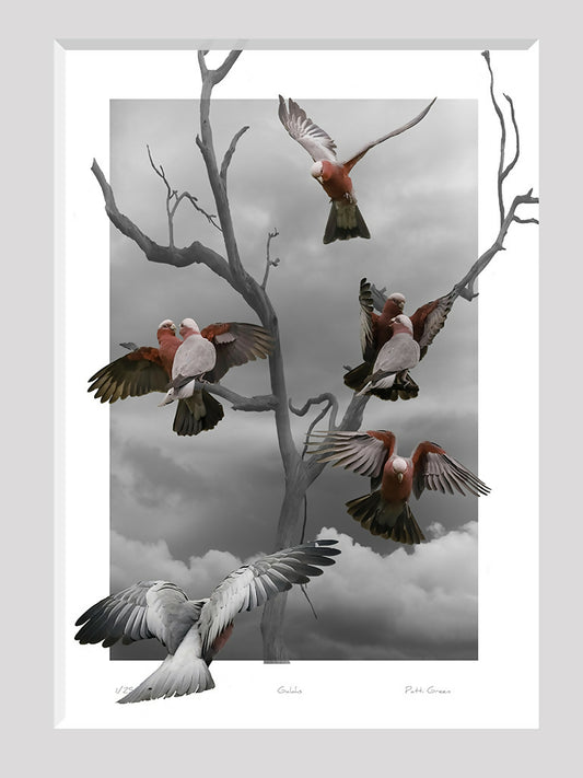 Backyard Galahs
