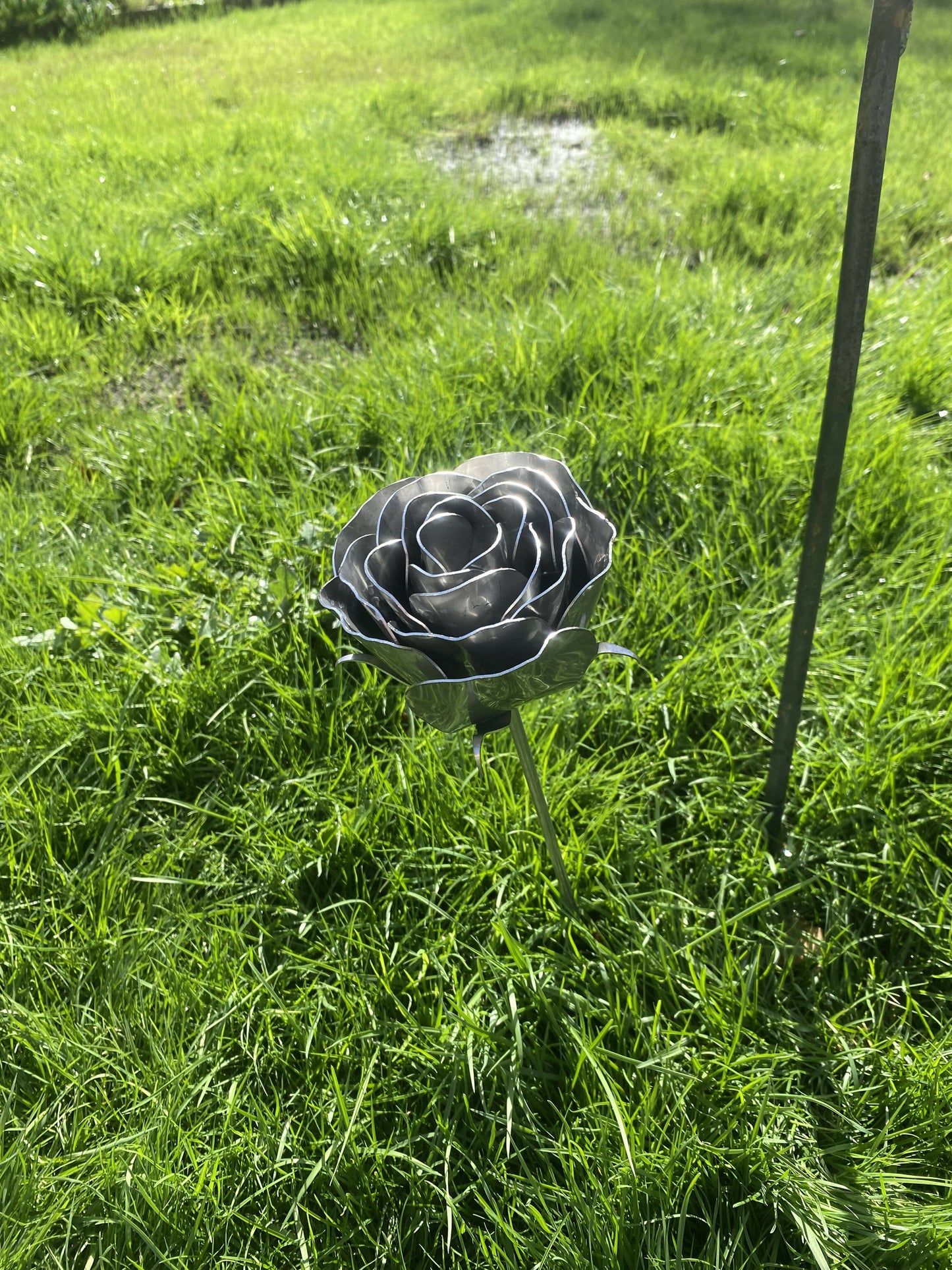 Steel Roses