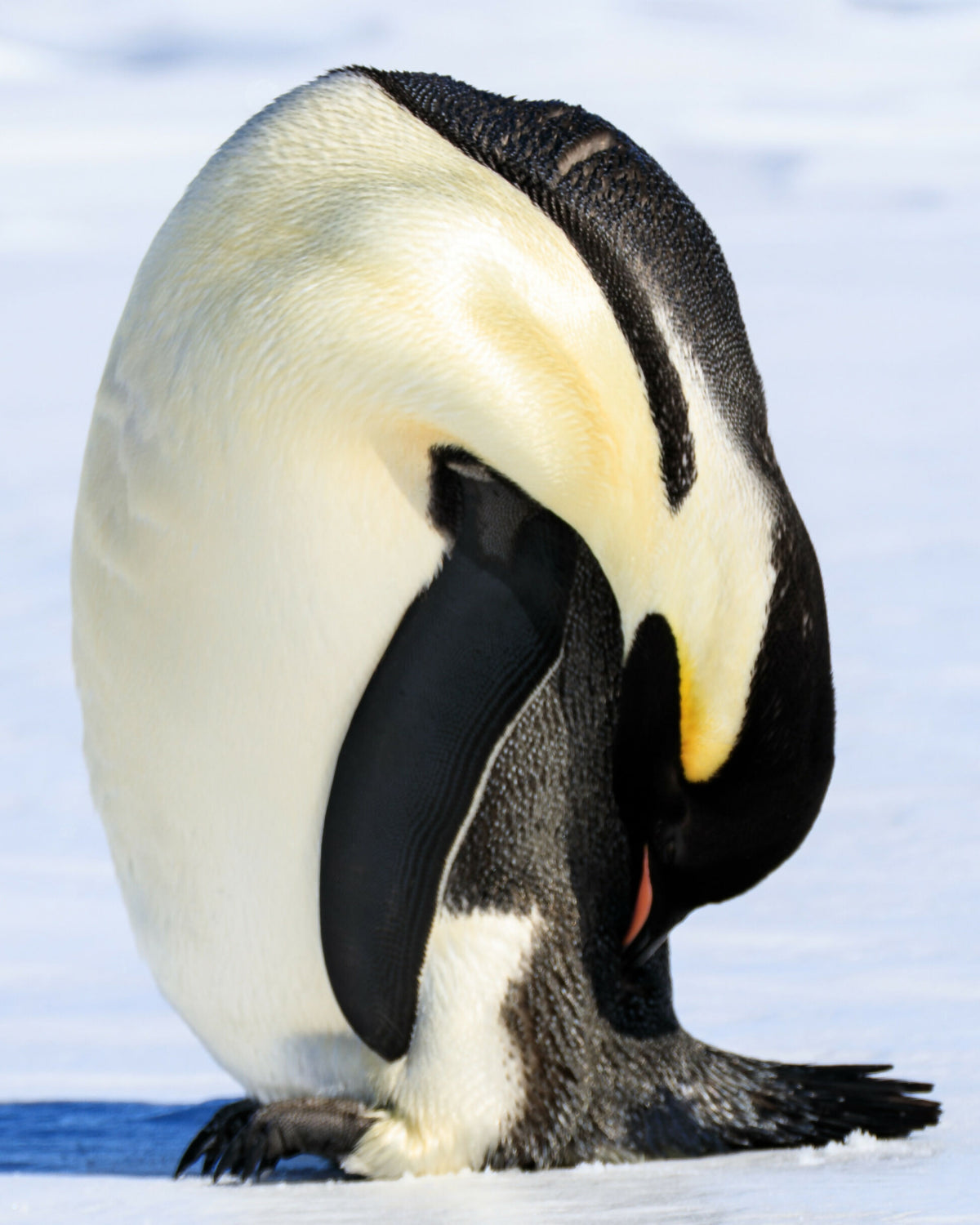 Emperor Penguin, keeping her feathers waterproof