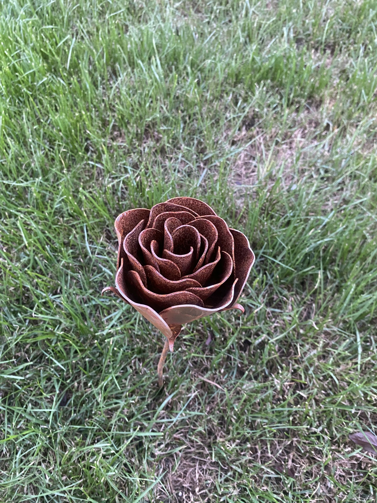 Steel Roses