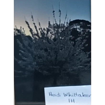 Heidi Whittaker