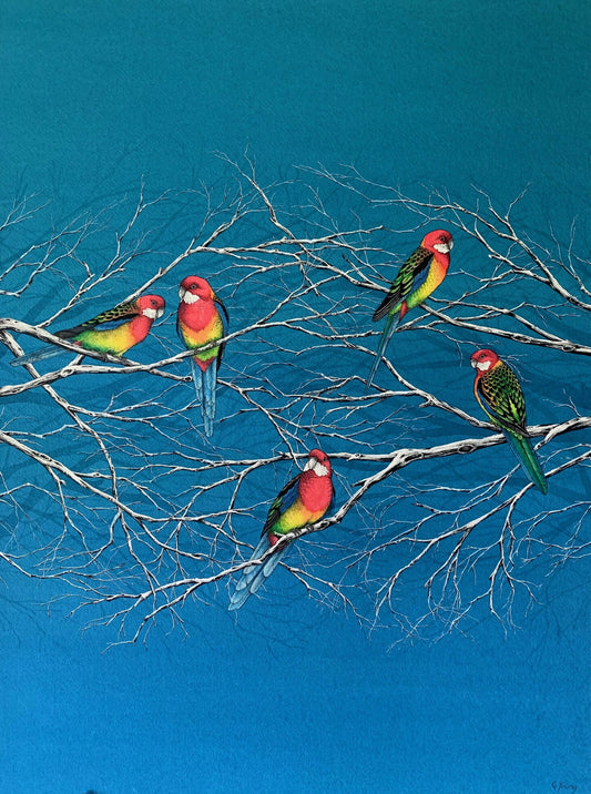 Winter Rosella Rainbow