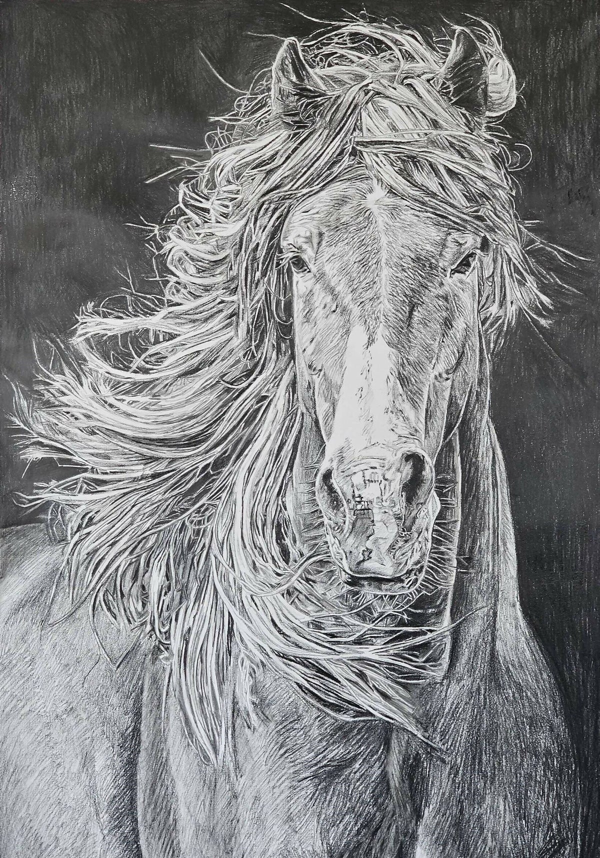 Brumby - Whispers through the mane - 2