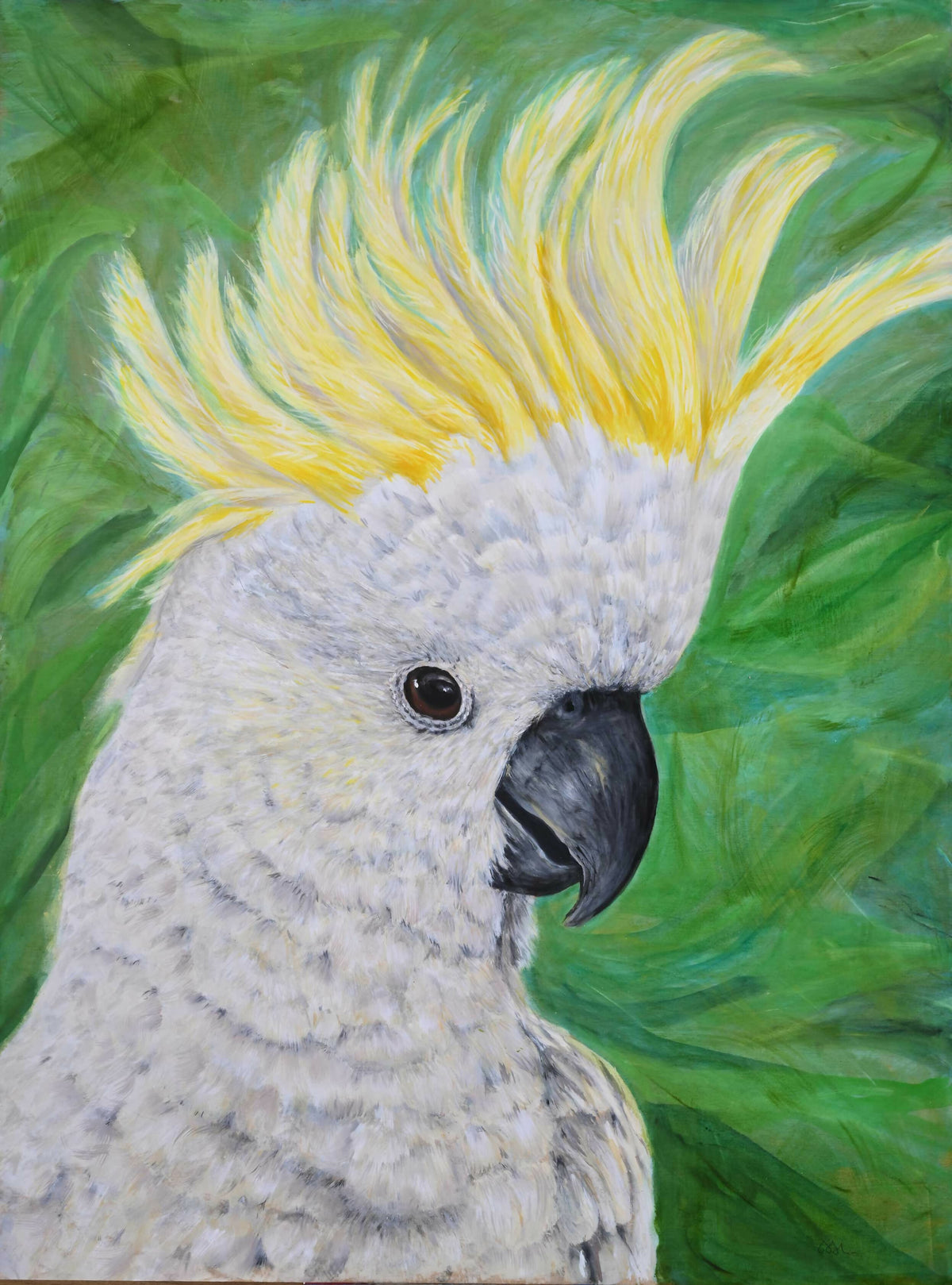 Cacatua Galerita