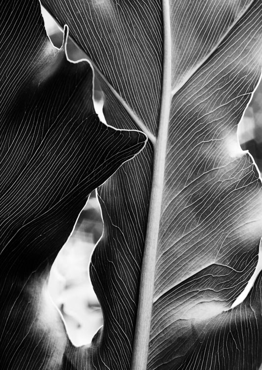 Bush Botanical 4