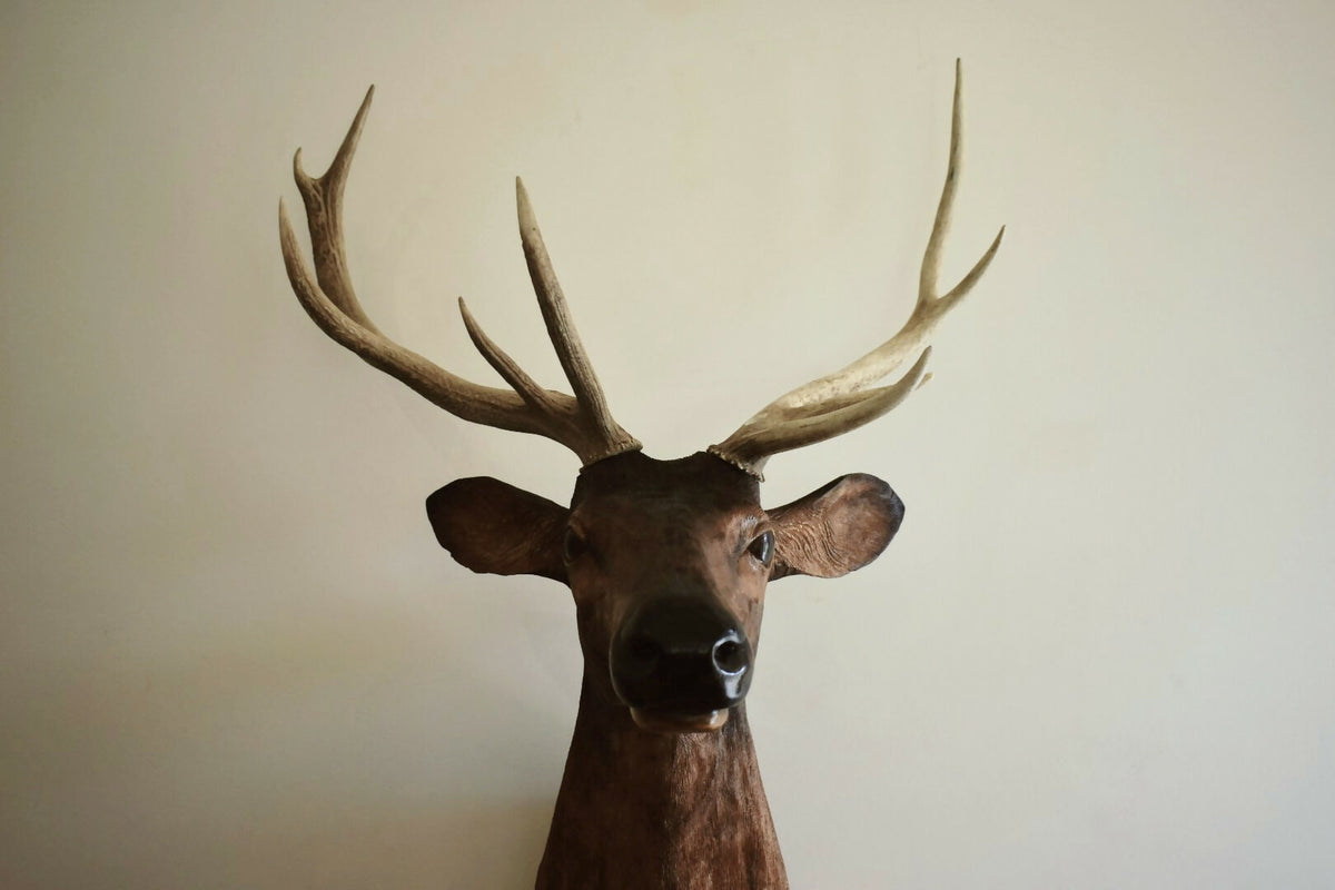 Majestic Stag