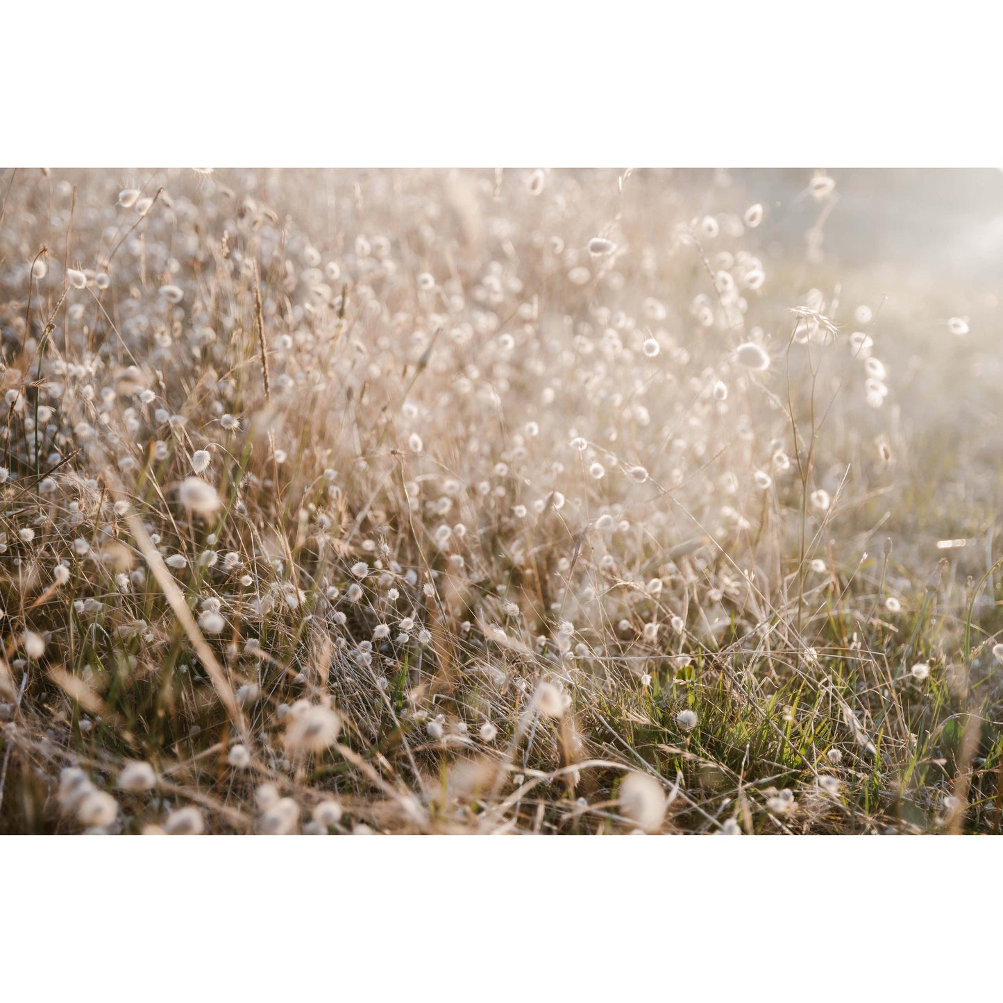 In the Field