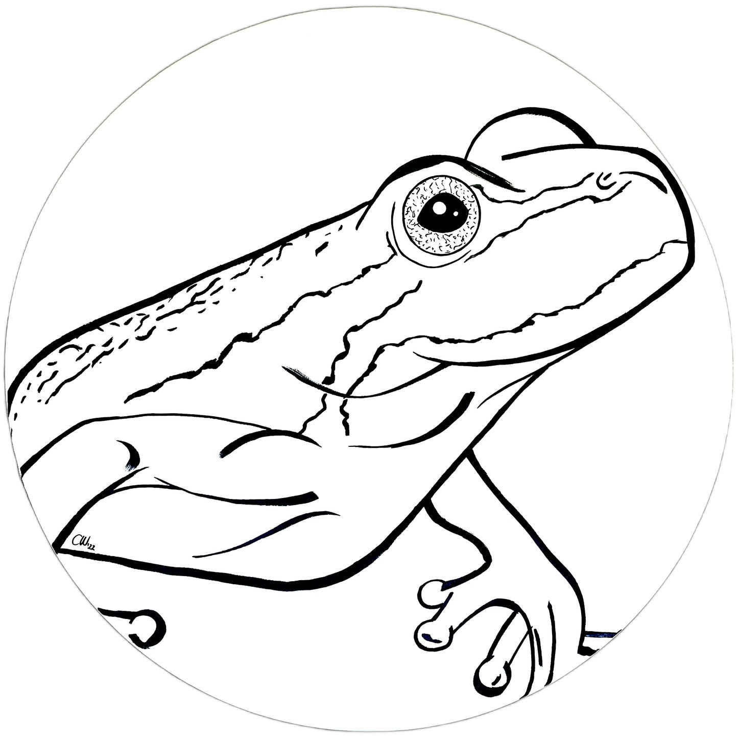 Southern Brown Tree Frog
