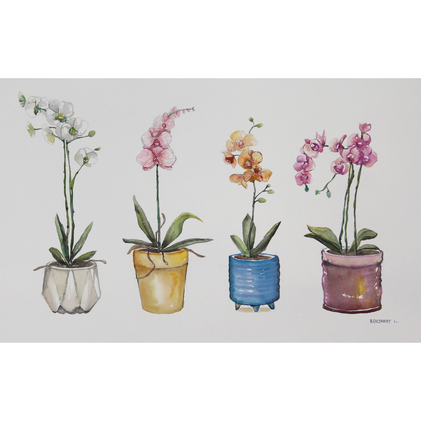 Orchids