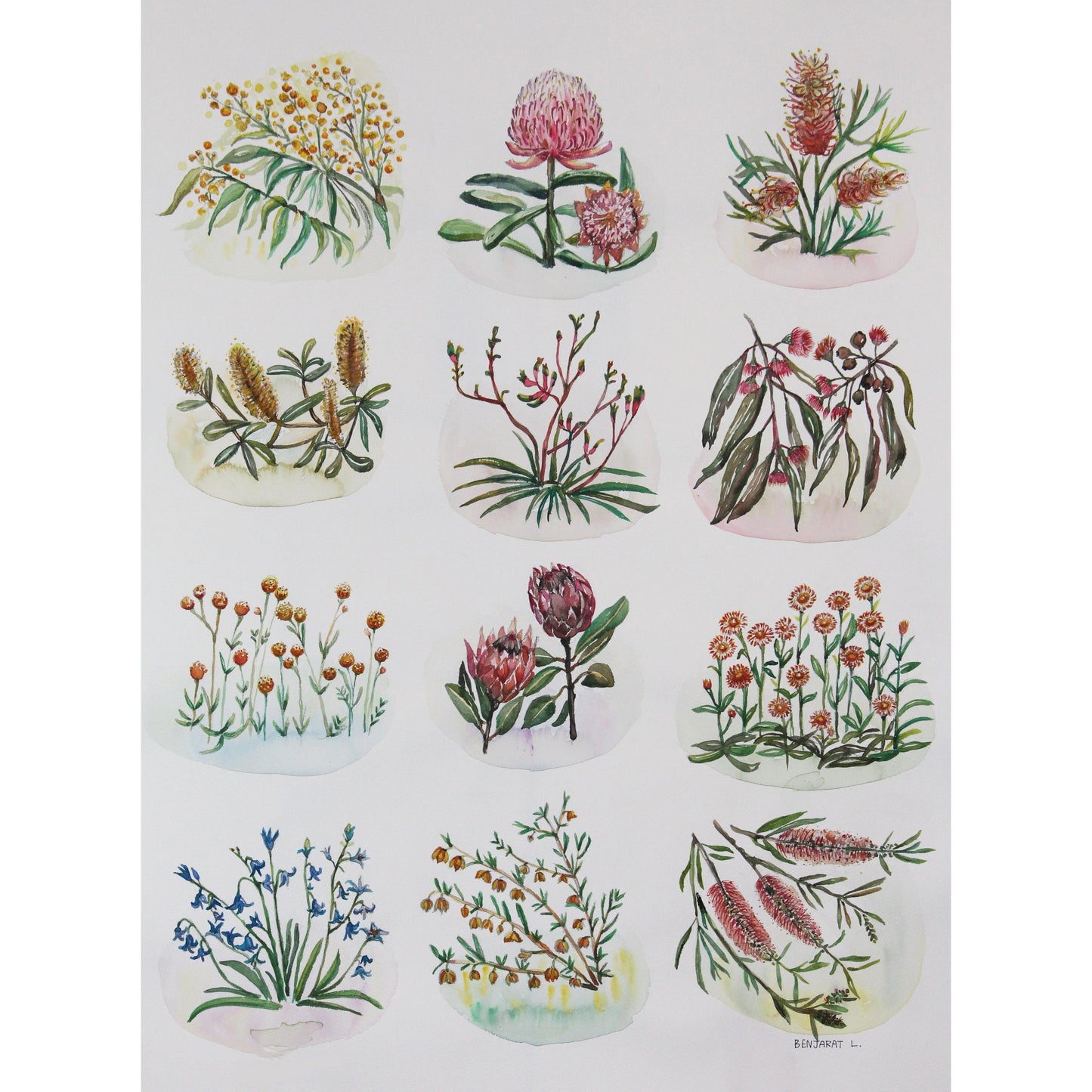 The neighbours's gardens