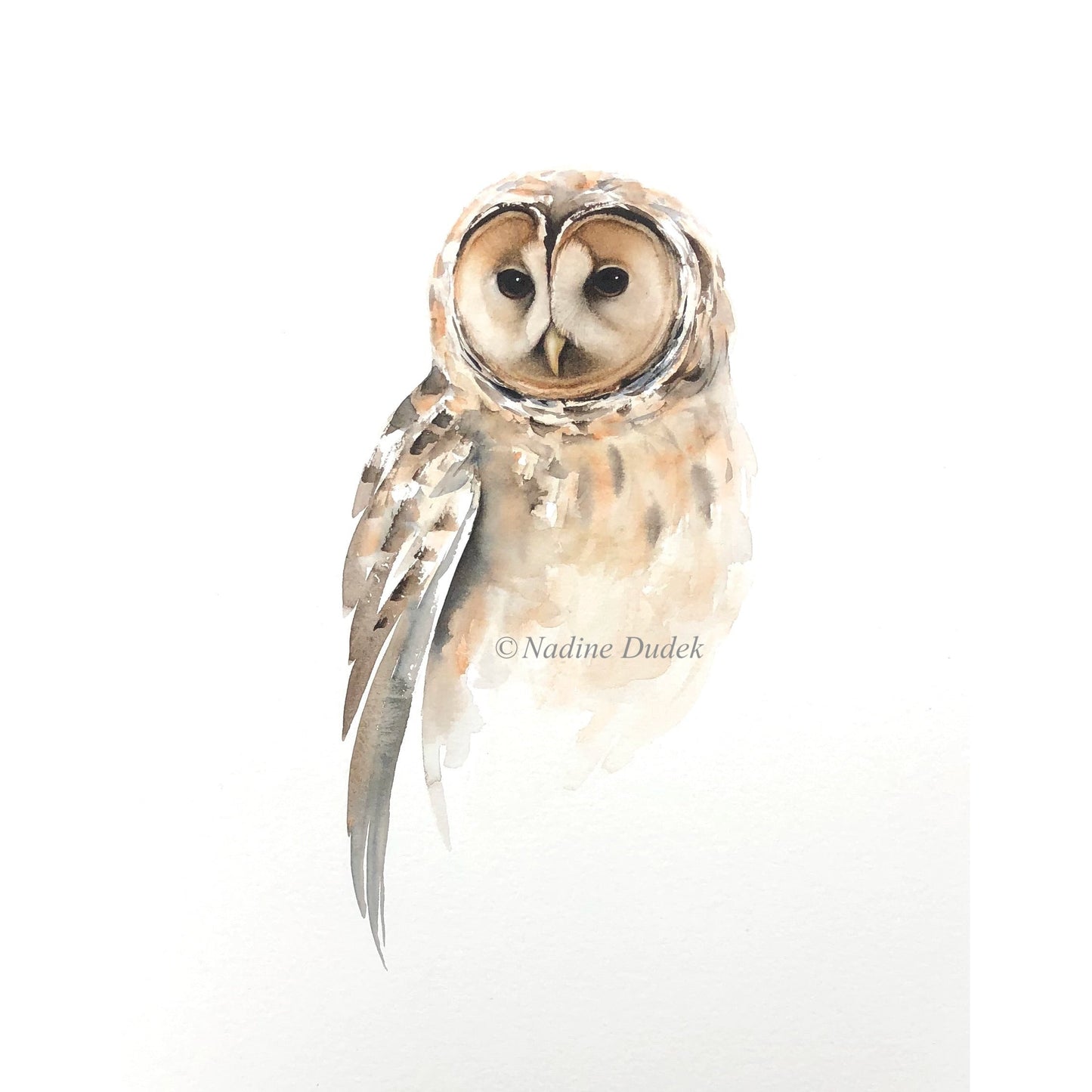 The Keen Observer (Tawny Owl)