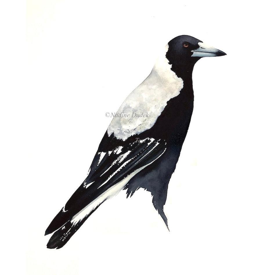 The Inquisitive Local (Magpie)