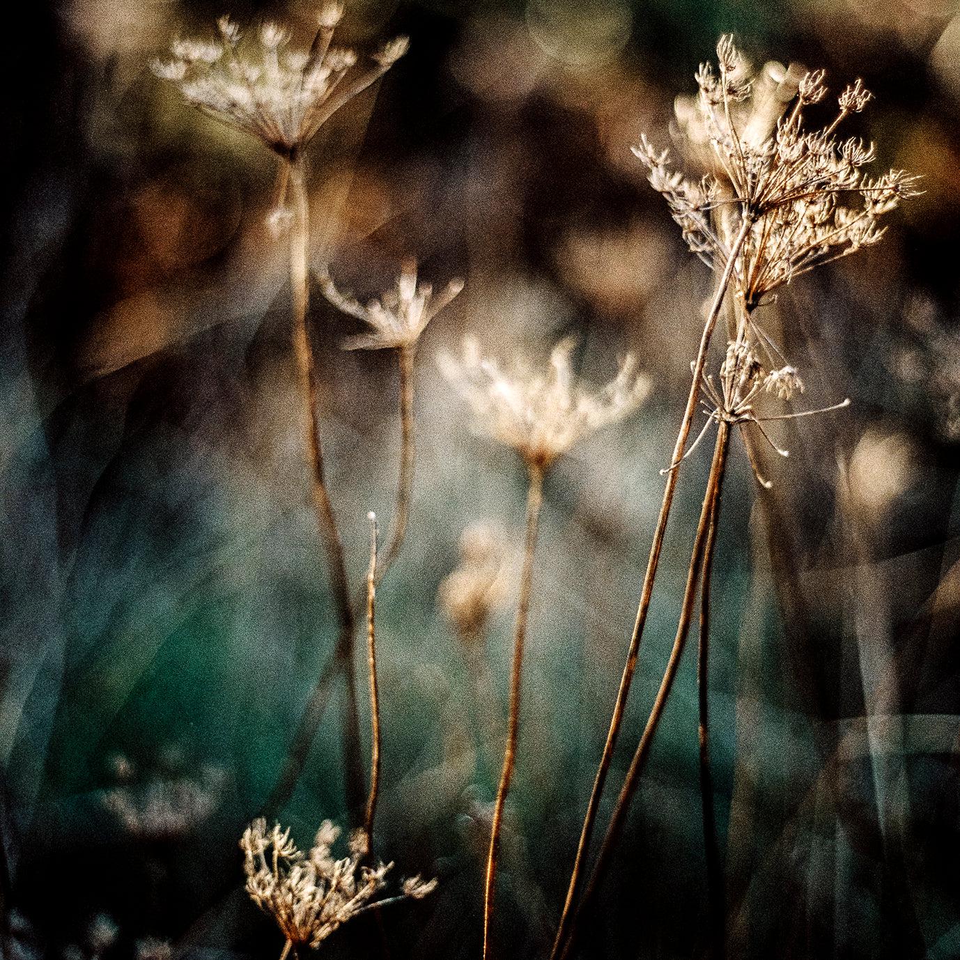 In the reeds