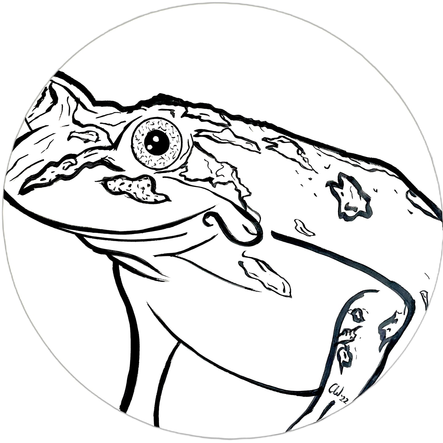 Spotted Marsh Frog