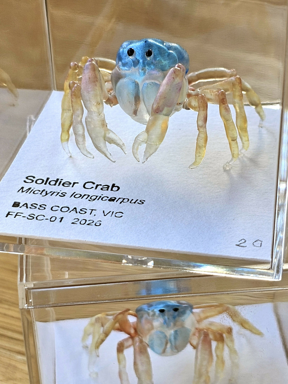 Soldier Crab Specimen