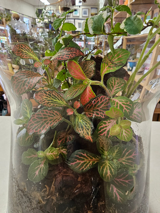 Little Garden World Donated by Leafy Lovers - RRP $89
