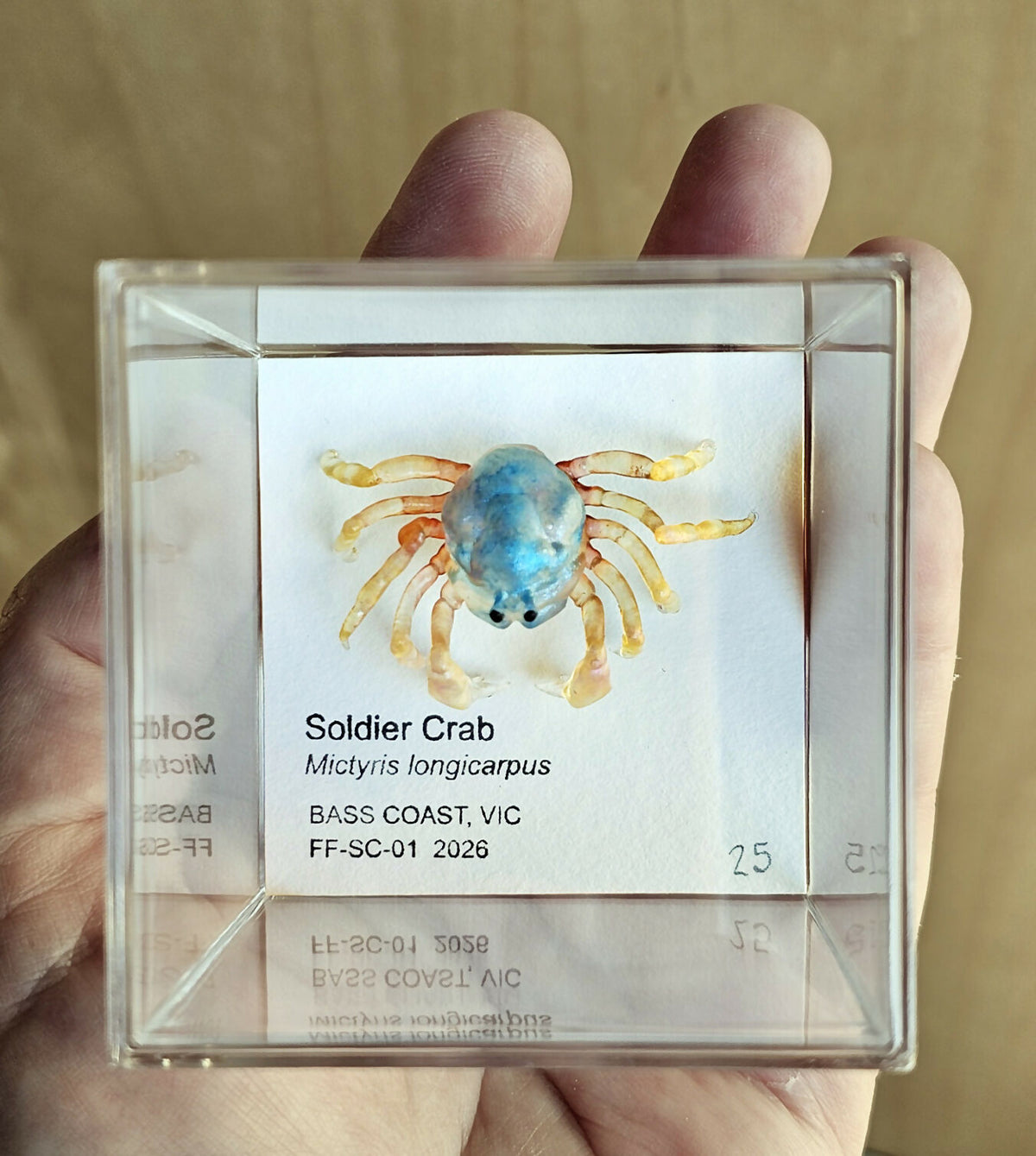 Soldier Crab Specimen