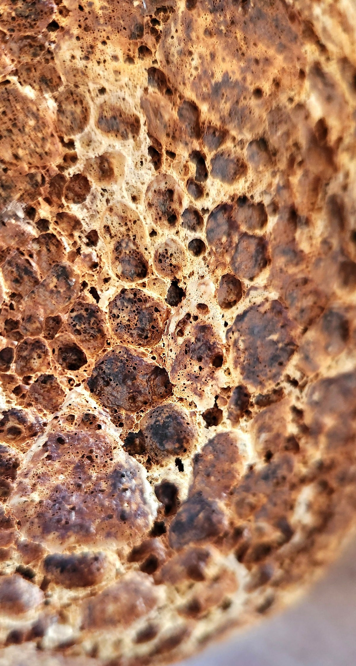 HONEYCOMB SHORES