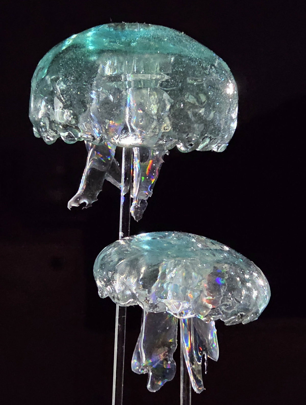 Irony Specimens: Moon Jellyfish, Edition 5/8