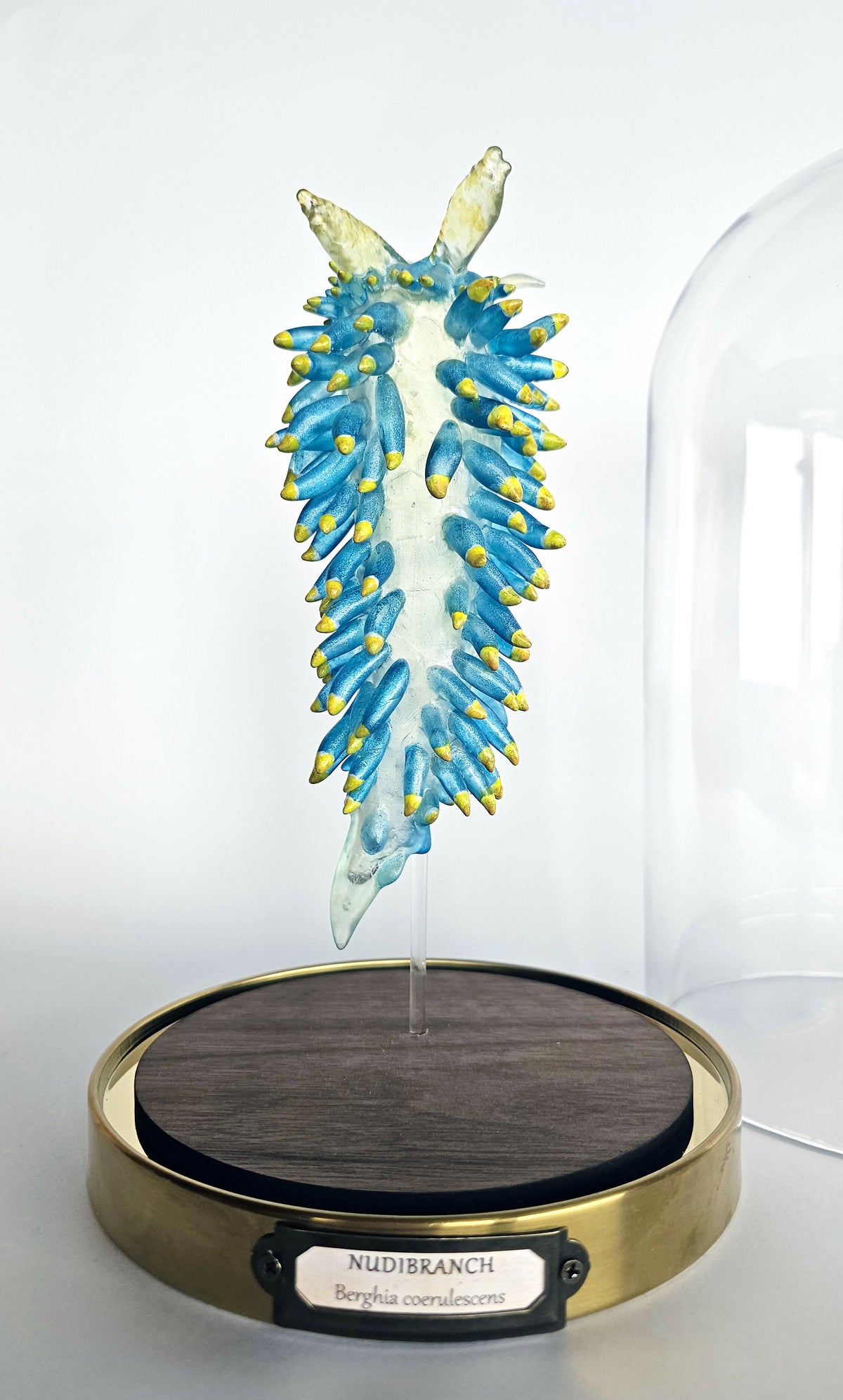 Irony Specimen: Nudibranch Berghia, Edition 2/3