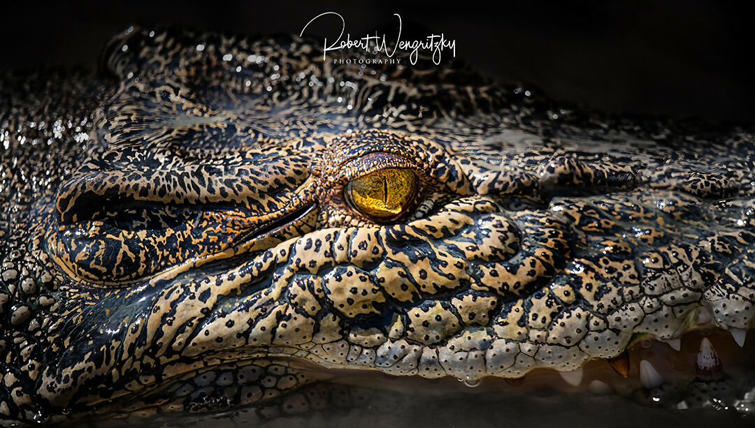 A Hunters Eye