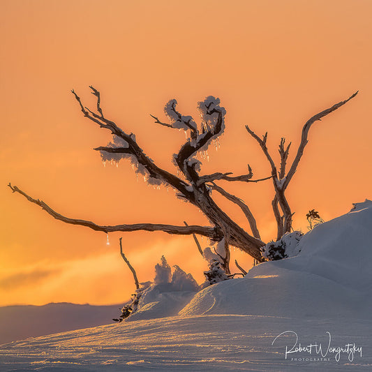 Fire and Ice