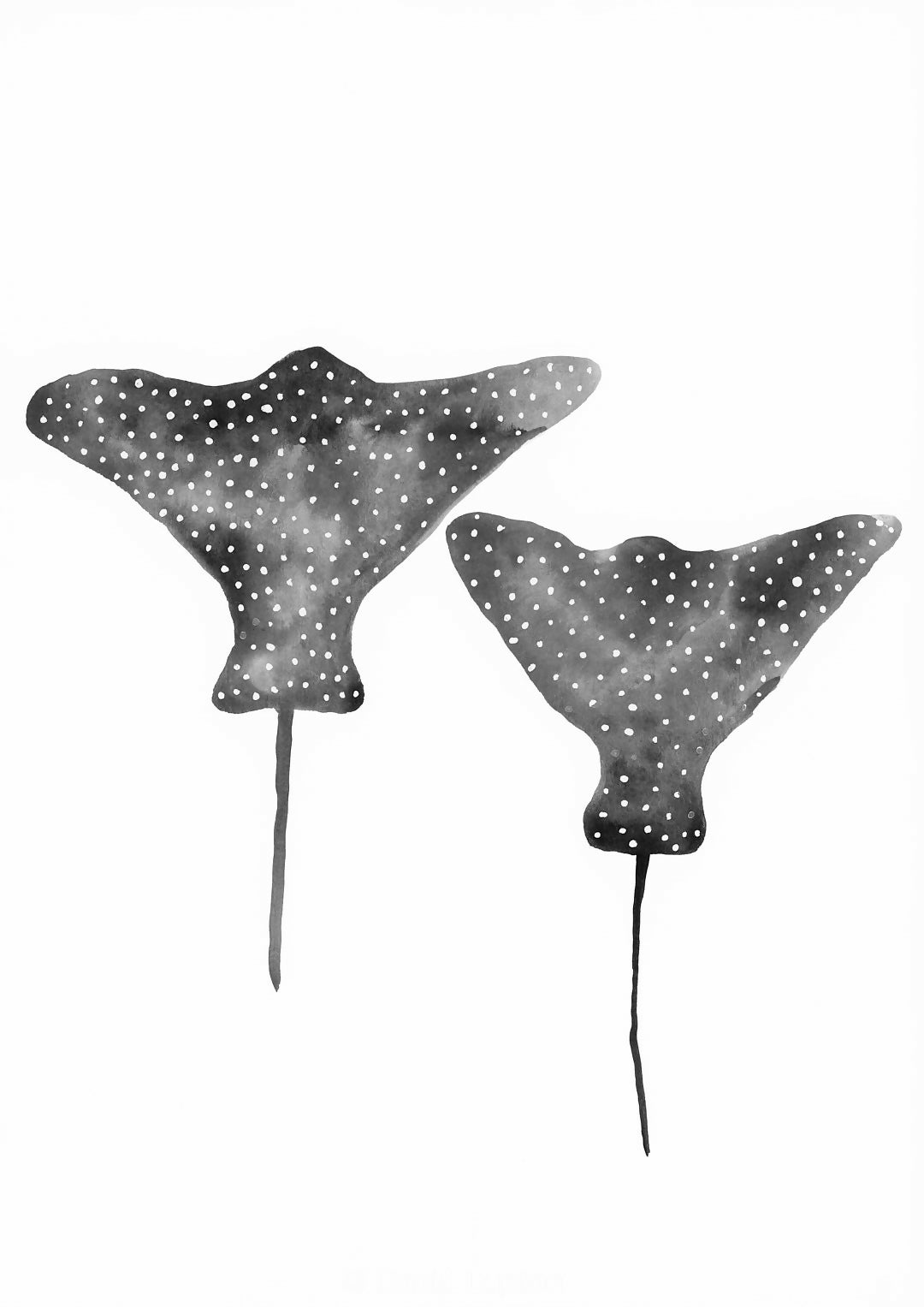 The Sting Rays A3