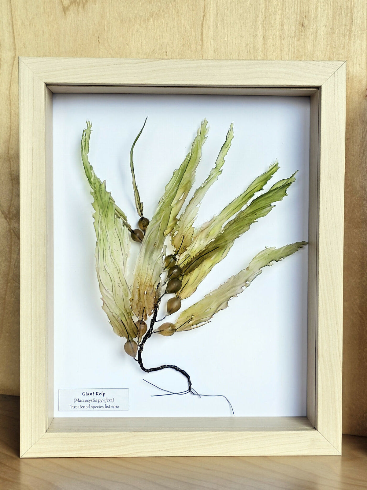 Irony Specimens: Giant Sea Kelp, Edition 5/5