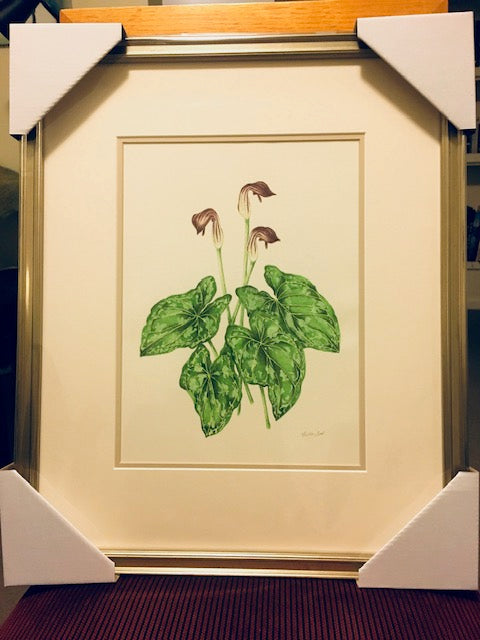 Heather Beck Watercolour - RRP $300