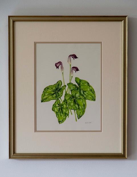 Heather Beck Watercolour - RRP $300