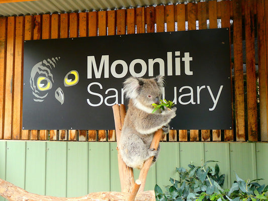 Moonlit Sanctuary - RRP $99