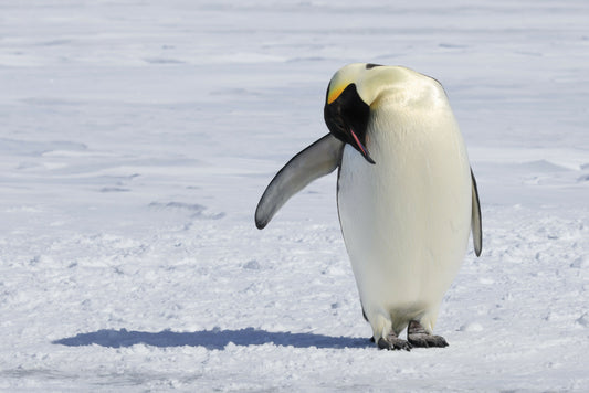 Antarctica 2
