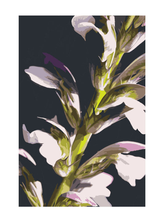 Acanthus