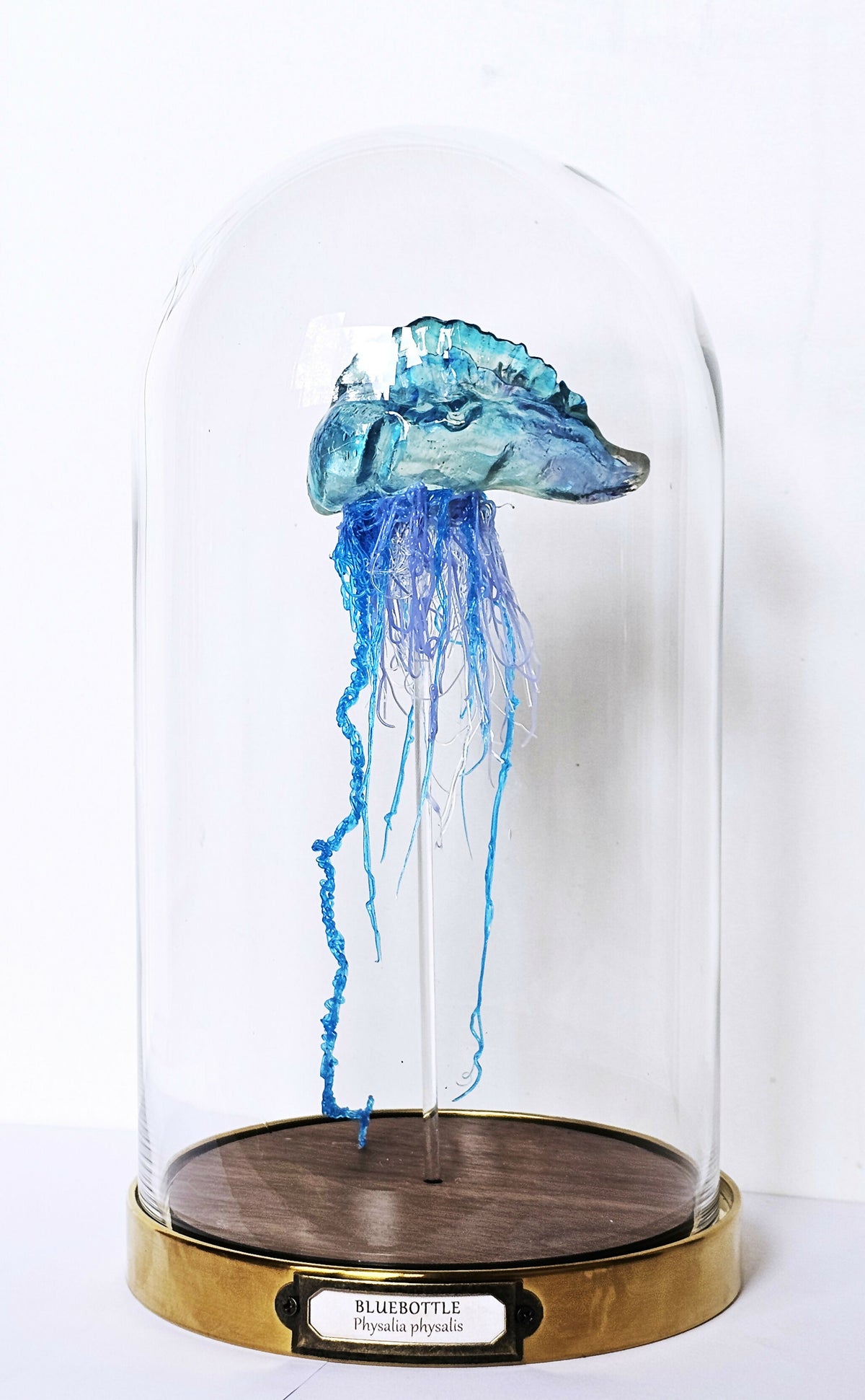 Irony Specimens: Bluebottle, Edition 5/7