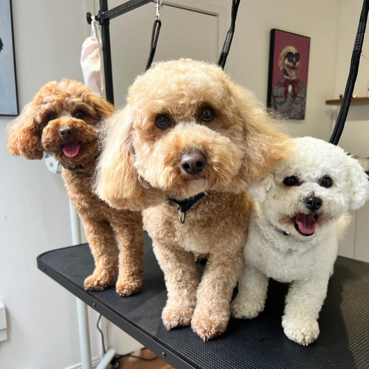 Make your dog look Pawsitively Fabulous!