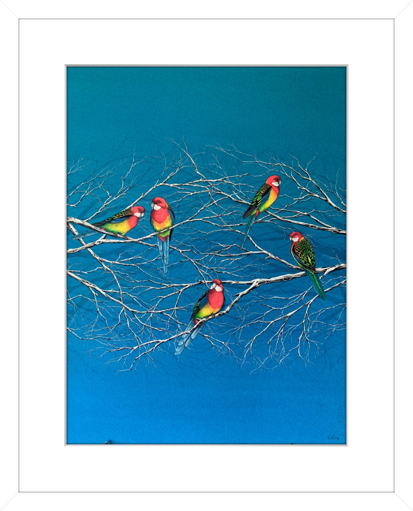 Winter Rosella Rainbow