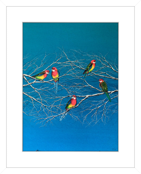 Winter Rosella Rainbow